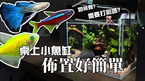 魚缸選擇|養魚新手入門：12個教學讓你養魚一次上手（新手必讀）